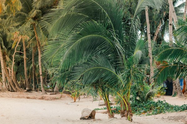 L'art et la culture dans les Châteaux de la Loire